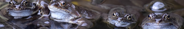 Frogs